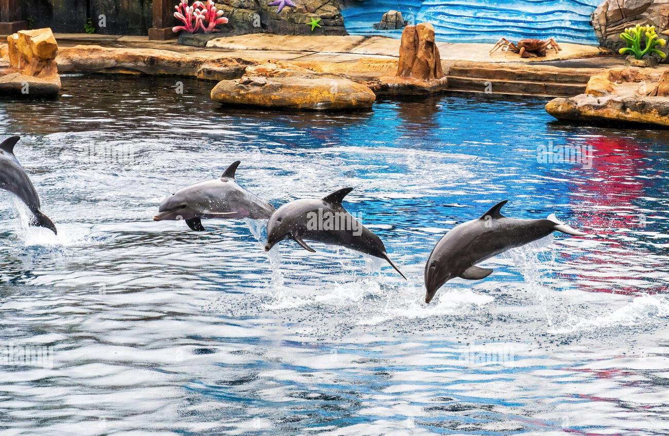 Multiple Dolphins Show