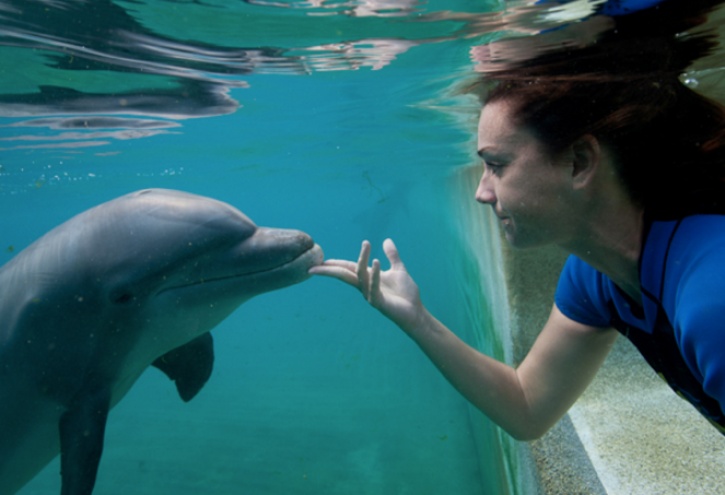 Underwater Dolphin Interaction